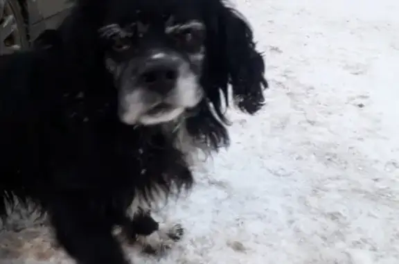 Потерянная собака на Челюскина в Казани