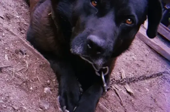 Пропала собака Тайсон в Рыбинске, Ярославская область
