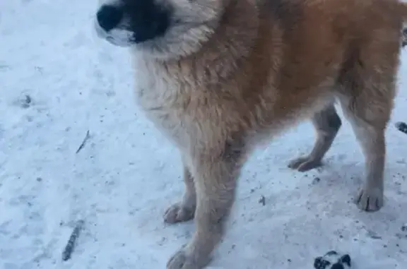 Пропала собака в Горно-Алтайске, помогите!
