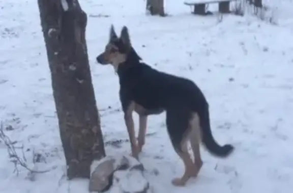 Собаки потеряшки, деревня Колбеки, фото: Потеряшка овчарка в д. Колбеки, возможно направляется в д. Мозолево