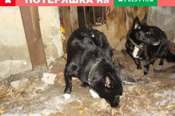 Найдены 2 маленькие собачки в Ленинском районе, нужна передержка