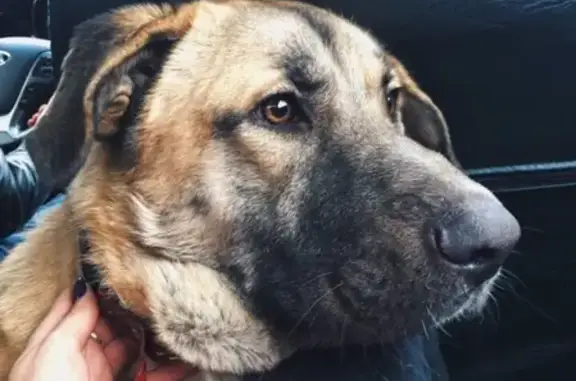 Собака найдена в метро Савёловская