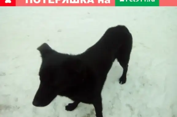 Найден умный и добрый пес в Кирове