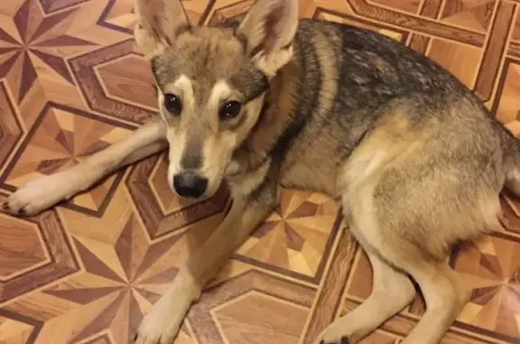 Собака найдена в Екатеринбурге на ул. Белореченской