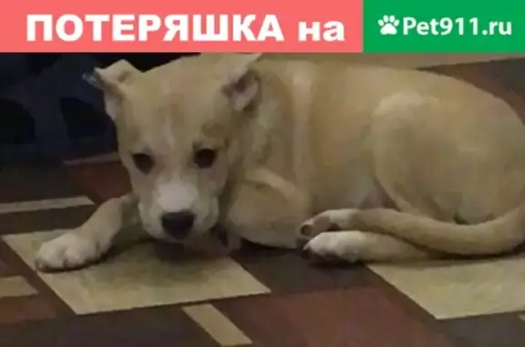 Пропал щенок в районе Вишневского/Ершова!