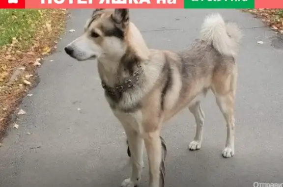 Пропала собака возле заправки Иликом на трассе М7, ищем западно сибирскую лайку.