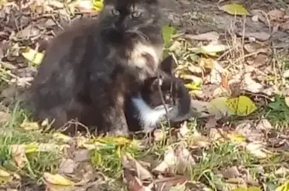 Пропала кошка в Костерёво, Владимирская область