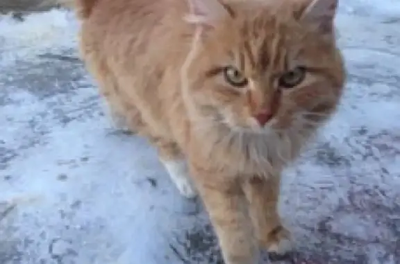 Найдена кошка на Брянской улице в Барнауле