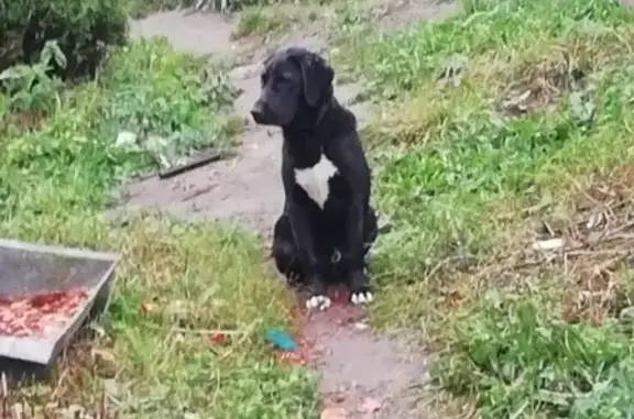 Пропала собака в Обухово, Московская область