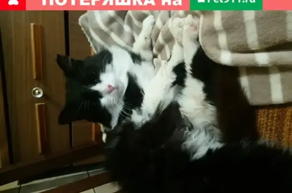 Найдена кошка на Чудновского, 8к1