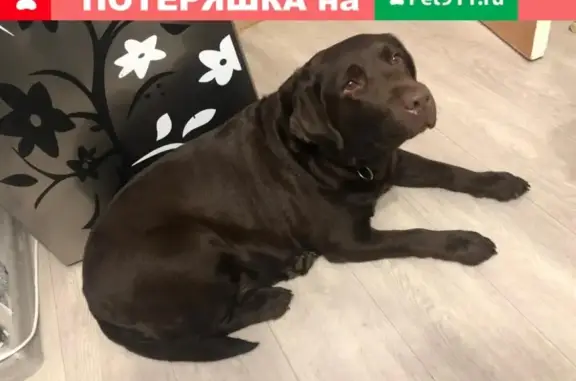 Найдена собака в Елизово на Рябикова 59