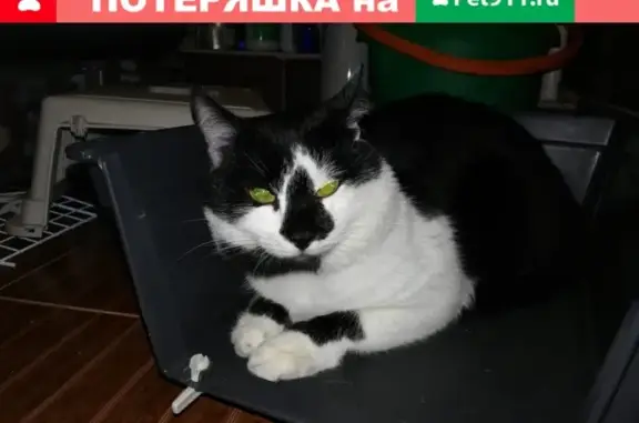 Найдена кошка на Новорогожской, 5