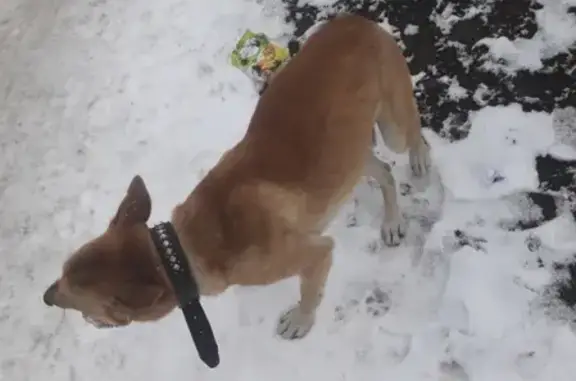 Найдена собака на ул. Маршала Рыбалко, Пермь