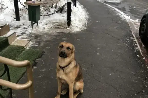 Потерянный рыжий пёс найден в Южном Бутово, Москва