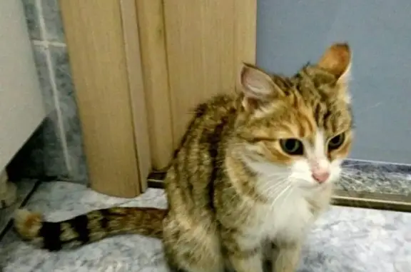Найдена кошка на передержке в Новокузнецке