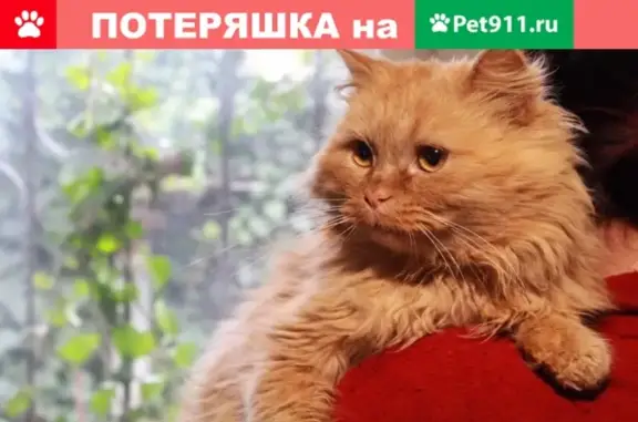 Найден рыжий котик с ошейником в Краснодаре