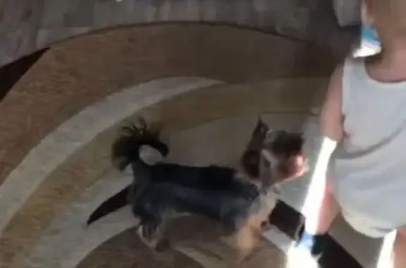 Собаки потеряшки, Дальнегорский городской округ, фото: Потеряшка собака в Дальнегорском городском округе