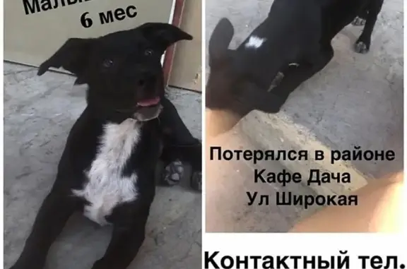 Пропал щенок Джек в Пятигорске с белой грудкой и белым пятном на холке!