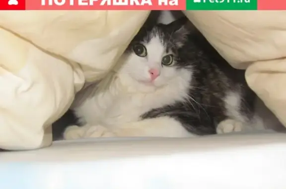Пропал кот на ул. Попова, 6 (Петрозаводск)