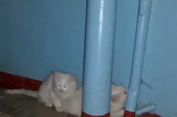 Найдены белые котята в Белгороде