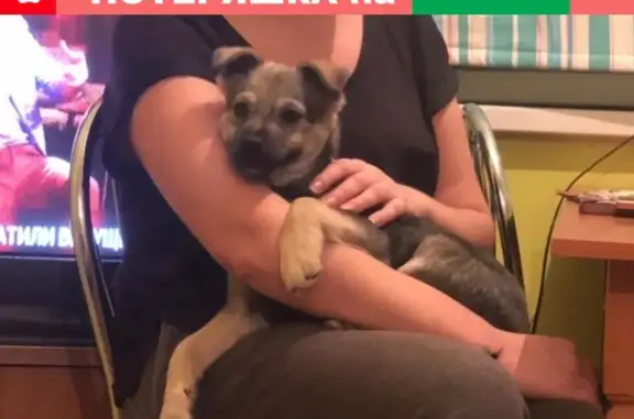 Собаки потеряшки, Астрахань, фото: Потеряшка собака Люся в Астрахани