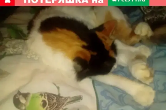 Пропала кошка Боня в Голицыно!