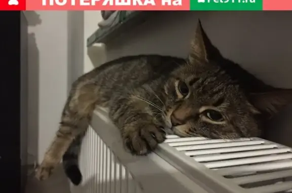 Кошки потеряшки, Барамзы, фото: Потеряшка кошка Лиса в деревне Барамзы