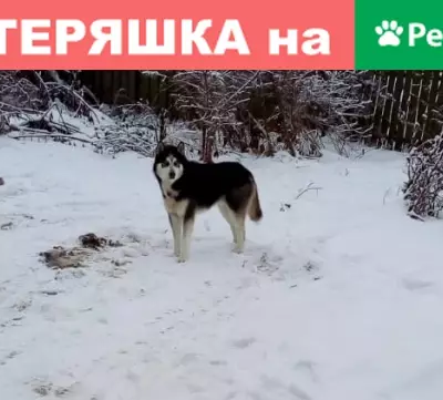 Найдена собака хаски в Добрынском селе