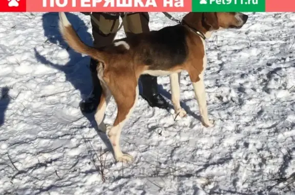 Пропала собака на трассе Екатеринбург-Челябинск