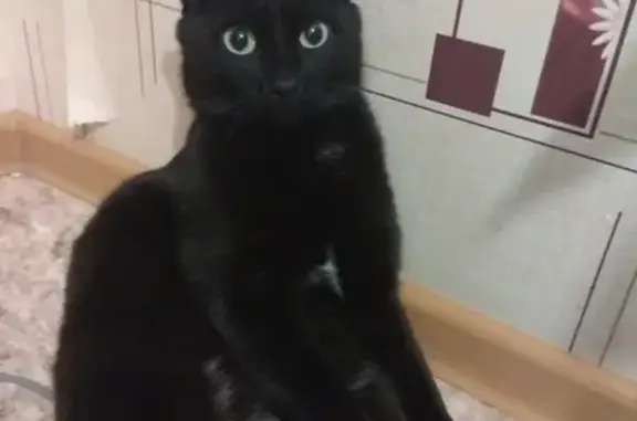 Пропал кот Бен в Урае, черный окрас с белым животом и галстуком.
