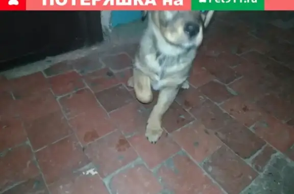 Найдена собака на улице Халтурина