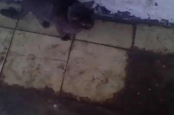 Найдена кошка возле почты на ул. Ленина, 74
