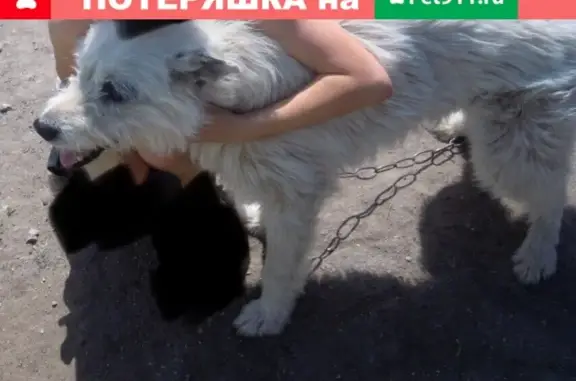 Пропал пёс Билл в Димитровграде