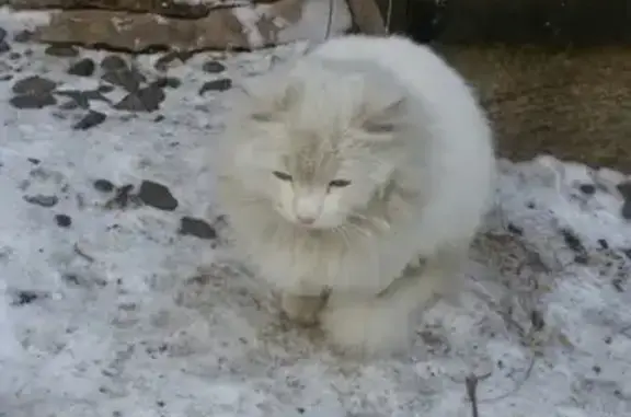 Потерялась белая кошка возле сквера Трех Поколений