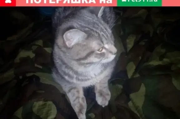 Найден котик в Нижнем Тагиле, Дзержинский район, у пихтовой 4А.