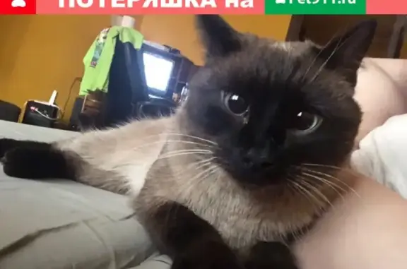 Найден кот на ул. Беляева 35/1 в Тюмени