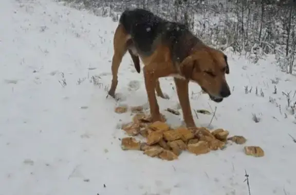 Пропала собака Юлии Салтыковой в Глазове, Удмуртия (VK: id154447477)