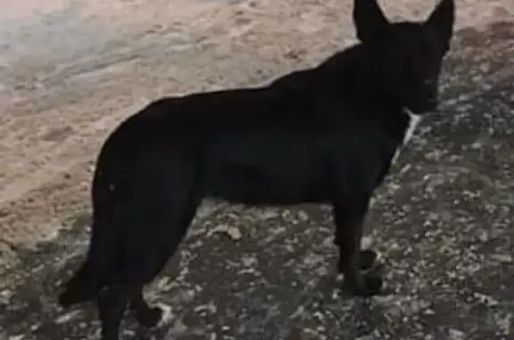 Найдена собака в Алтуфьево-Лианозово, ищет дом