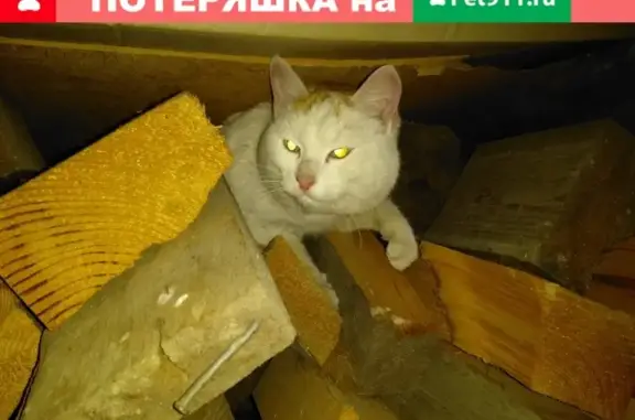Найден домашний кот в СНТ Транспортник, Новосибирская область