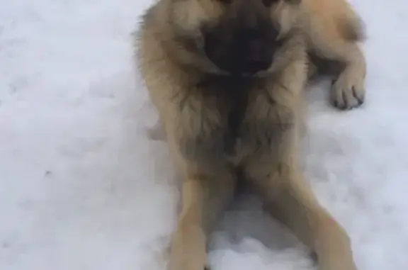 Найдена собака на Новосильском шоссе в г. Орёл