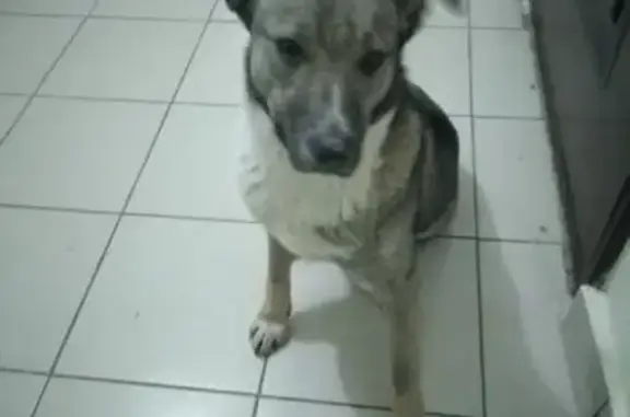 Найдена собака Радуга в Кемерово