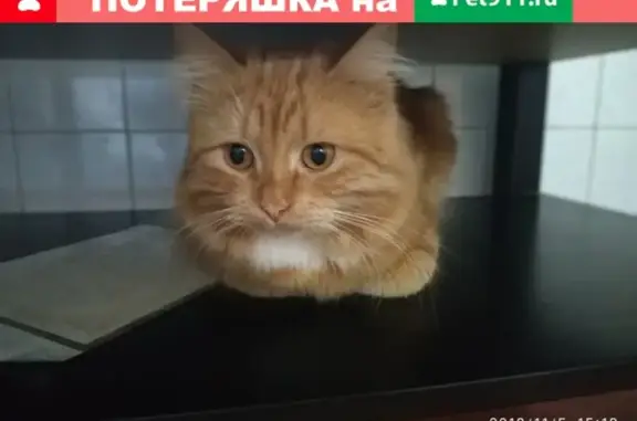 Пропал рыжий кот Семён в Орловской области, помогите найти!