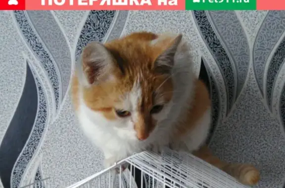 Пропала кошка на ул. С.Юлаева или Крестьянской, Баймак.