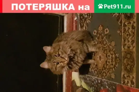 Найдена кошка на Бакинской, 27