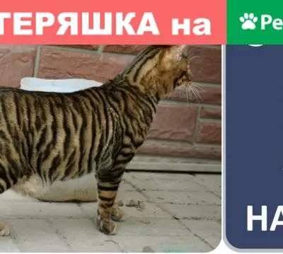 Найдена кошка на ул. Огарева