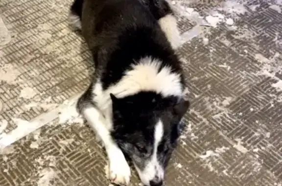 Собака без ошейника на остановке у ипподрома