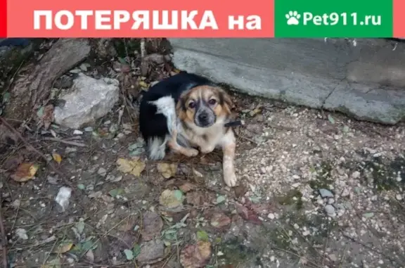 Собака прибилась по ул. Самариной 12 в Феодосии