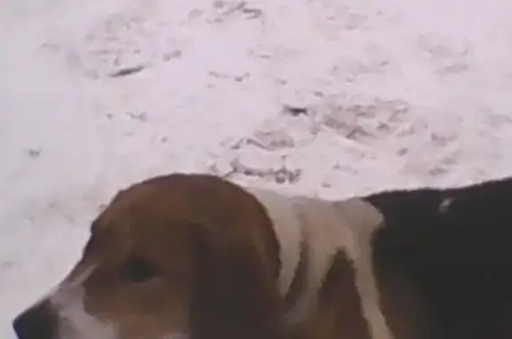 Найдена собака, Сошниковское, фото: Потерянный пёс найден у лесорубов в Вичугском районе