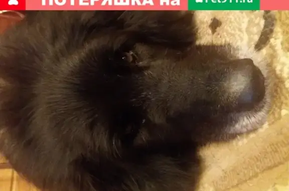 Найдена старенькая черная собака в Новонекрасовском поселке