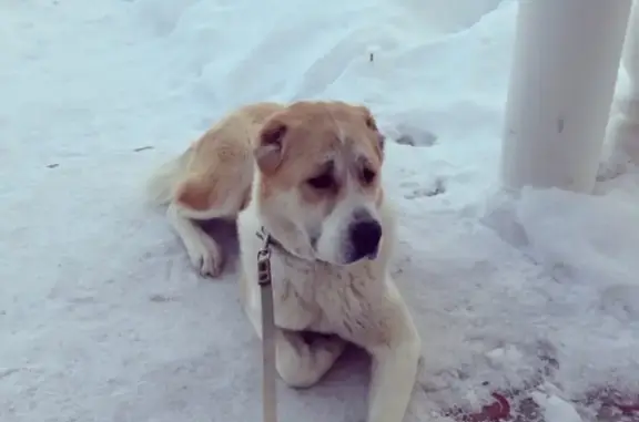 Пропала собака в селе Кривцы, Московская область